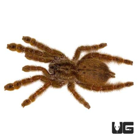 Ornamental Baboon Tarantula For Sale - Underground Reptiles