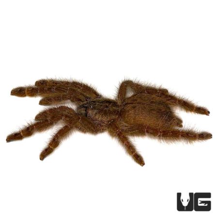 Ornamental Baboon Tarantula For Sale - Underground Reptiles