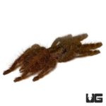 Ornamental Baboon Tarantula For Sale - Underground Reptiles