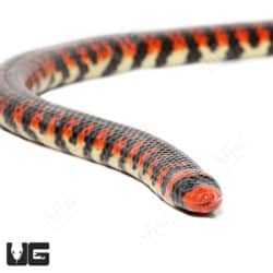 Anilius Scytale Pipe Snakes (Anilius Scytale) For Sale - Underground Reptiles