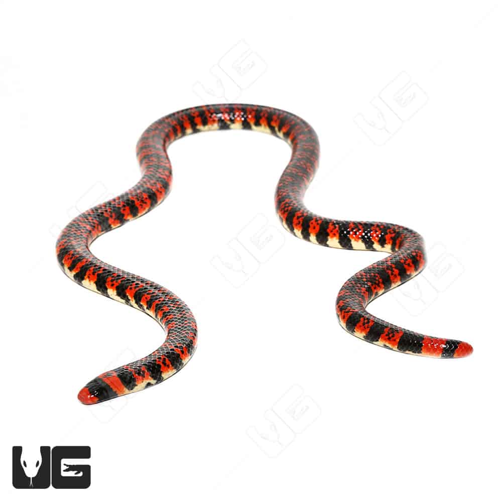 Coral pipe snake, Coral pipe snake (Anilius scytale) from I…