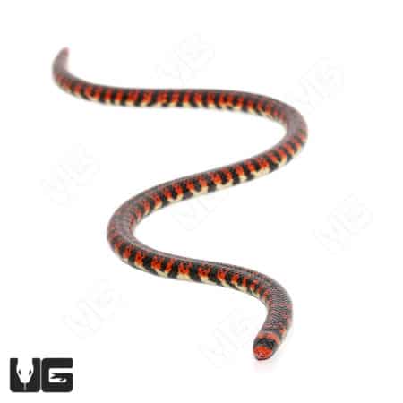Anilius Scytale Pipe Snakes (Anilius Scytale) For Sale - Underground Reptiles