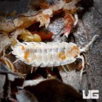 Porcellio Scaber Orange Dalmatian Isopods For Sale - Underground Reptiles