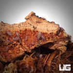 Porcellionides Pruinosus Powder Blue Isopods For Sale - Underground Reptiles