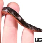 Red Bellied Swamp Snakes For Sale - Underground Reptiles