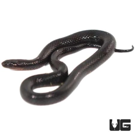 Red Bellied Swamp Snakes For Sale - Underground Reptiles
