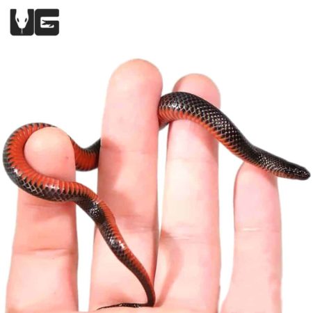 Red Bellied Swamp Snakes For Sale - Underground Reptiles