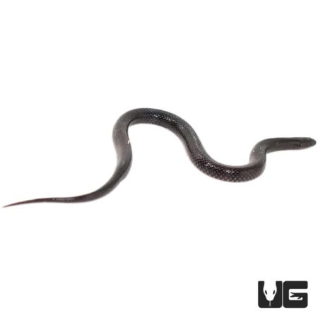 Red Bellied Swamp Snakes For Sale - Underground Reptiles