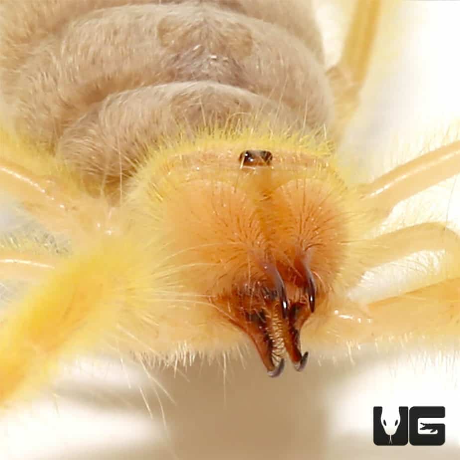 Sun Spider (Solifugae sp) For Sale - Underground Reptiles