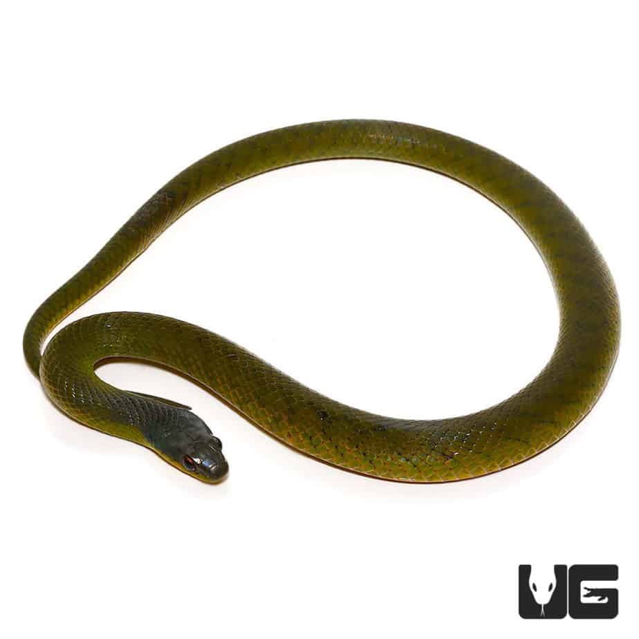 Velvet Swamp Snakes For Sale - Underground Reptiles