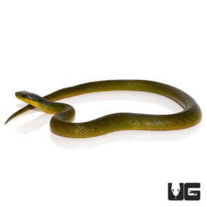 Velvet Swamp Snakes For Sale - Underground Reptiles