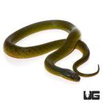 Velvet Swamp Snakes For Sale - Underground Reptiles