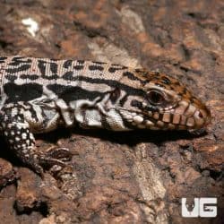 Merica Tegu (Salvator rufescens x Salvator merianae) For Sale - Underground Reptiles