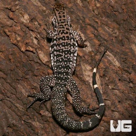 Merica Tegu (Salvator rufescens x Salvator merianae) For Sale - Underground Reptiles