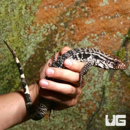 Merica Tegu (Salvator rufescens x Salvator merianae) For Sale - Underground Reptiles
