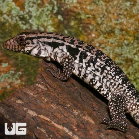 Merica Tegu (Salvator rufescens x Salvator merianae) For Sale - Underground Reptiles