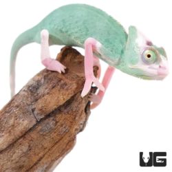 4-5 Inch High White Translucent Veiled Chameleons For Sale - Underground Reptiles