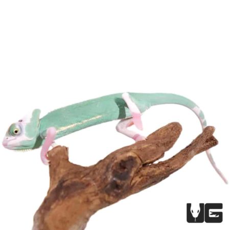 4-5 Inch High White Translucent Veiled Chameleons For Sale - Underground Reptiles