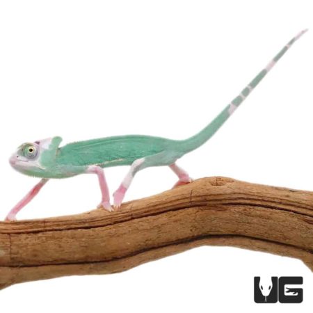4-5 Inch High White Translucent Veiled Chameleons For Sale - Underground Reptiles
