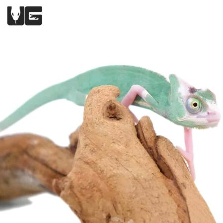 4-5 Inch High White Translucent Veiled Chameleons For Sale - Underground Reptiles