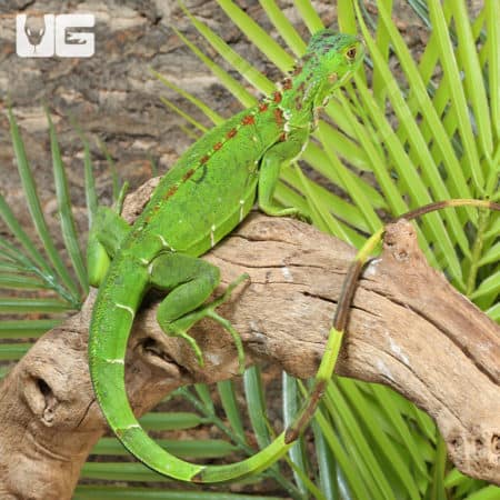 Yearling Green Iguanas (Iguana iguana) For Sale - Underground Reptiles