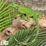 Yearling Green Iguanas (Iguana iguana) For Sale - Underground Reptiles