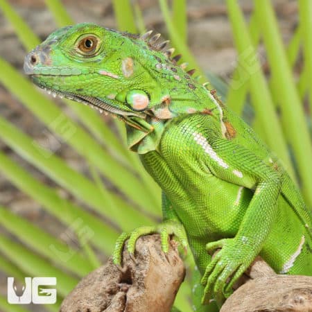 Yearling Green Iguanas (iguana Iguana) For Sale - Underground Reptiles