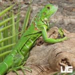 Yearling Green Iguanas (Iguana iguana) For Sale - Underground Reptiles