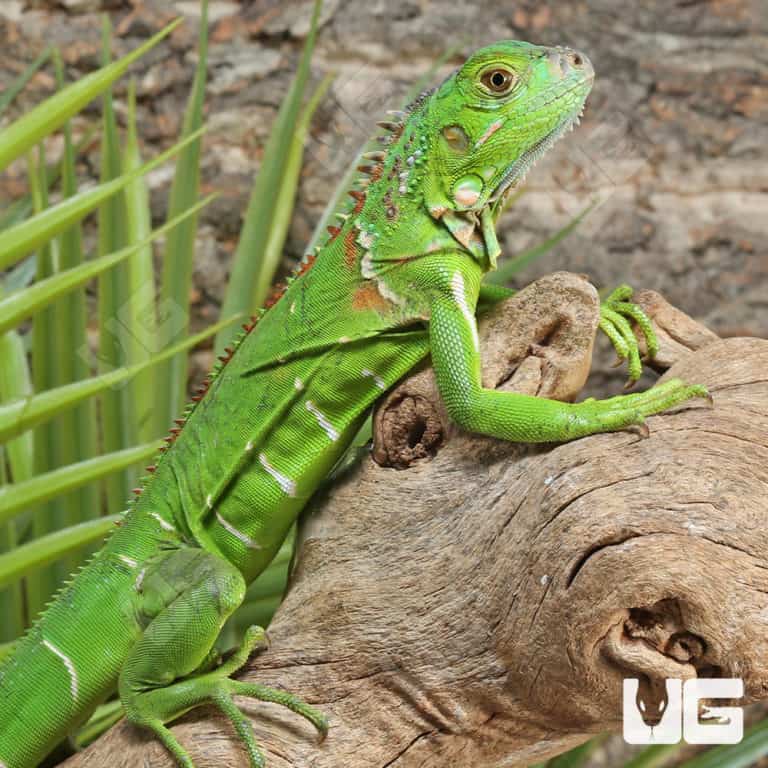 Yearling Green Iguanas (Iguana iguana) For Sale - Underground Reptiles