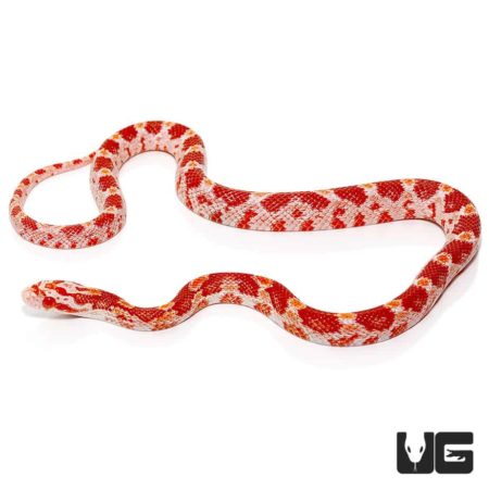 Baby Albino Cornsnakes For Sale - Underground Reptiles