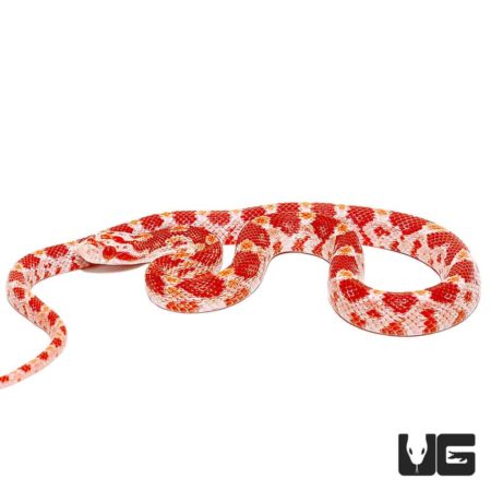 Baby Albino Cornsnakes For Sale - Underground Reptiles
