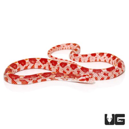 Baby Albino Cornsnakes For Sale - Underground Reptiles