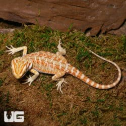 Baby Lemongrass Bearded Dragons (Pogona vitticeps) For Sale - Underground Reptiles