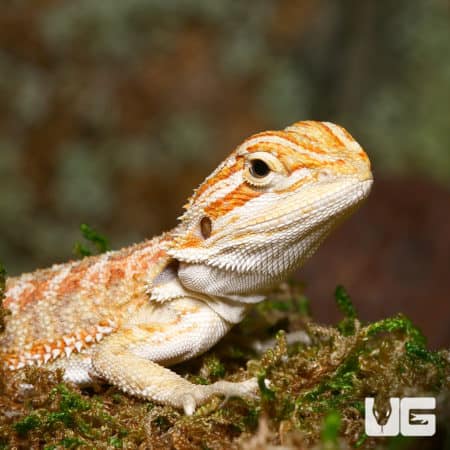 Baby Lemongrass Bearded Dragons (Pogona vitticeps) For Sale - Underground Reptiles