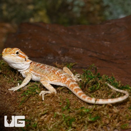 Baby Lemongrass Bearded Dragons (Pogona vitticeps) For Sale - Underground Reptiles
