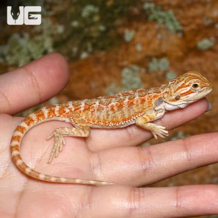 Baby Lemongrass Bearded Dragons (Pogona vitticeps) For Sale - Underground Reptiles