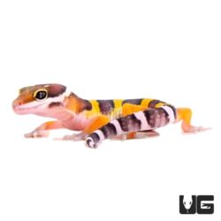Baby Leopard Gecko For Sale - Underground Reptiles