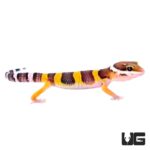 Baby Leopard Gecko For Sale - Underground Reptiles