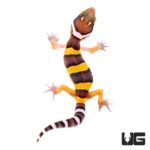Baby Leopard Gecko For Sale - Underground Reptiles