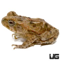 Baby Marine Toad For Sale - Underground Reptiles