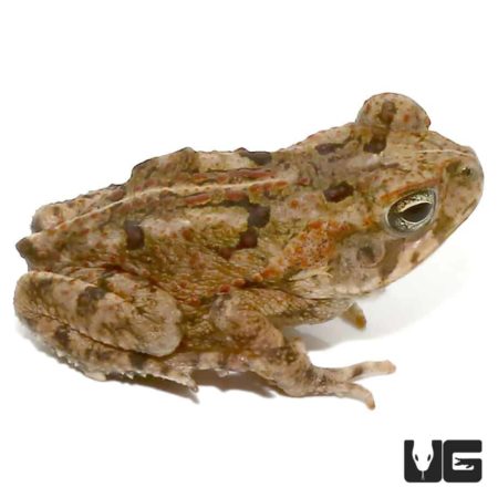 Baby Marine Toad For Sale - Underground Reptiles