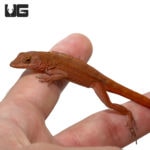 Chili Pepper Anoles For Sale - Underground Reptiles