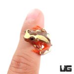 Clown Tree Frogs For Sale - Underground Reptiles