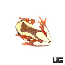 Clown Tree Frogs For Sale - Underground Reptiles