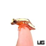 Clown Tree Frogs For Sale - Underground Reptiles