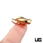 Clown Tree Frogs For Sale - Underground Reptiles