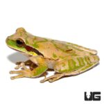 Masked Tree Frog For Sale - Underground Reptiles