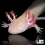 Albino Axolotls For Sale - Underground Reptiles