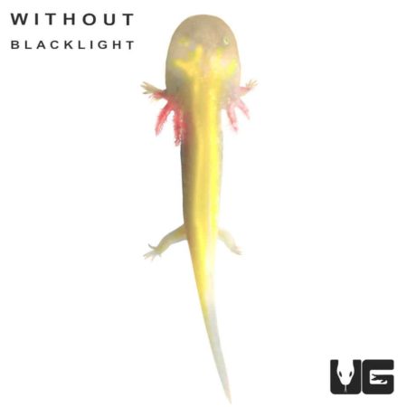 GFP Albino Axolotls For Sale - Underground Reptiles