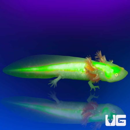 GFP Albino Axolotls For Sale - Underground Reptiles